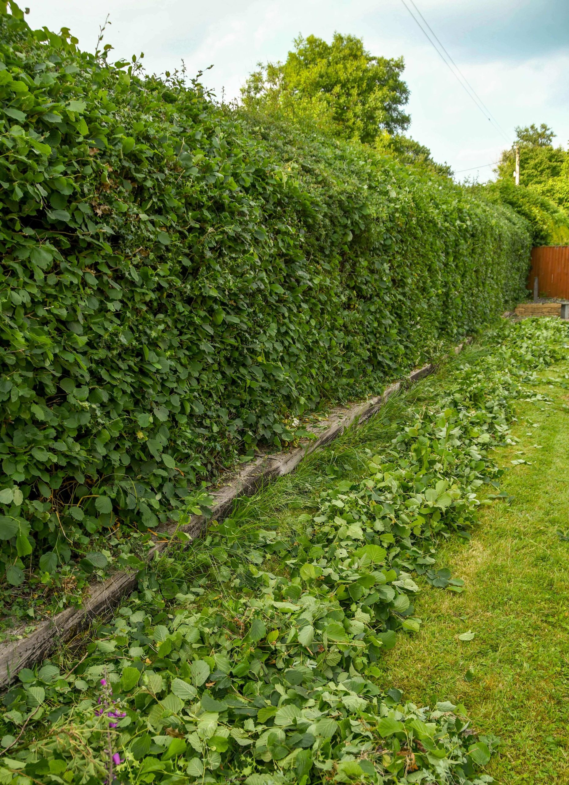 Garden Maintenance Streatham SW16